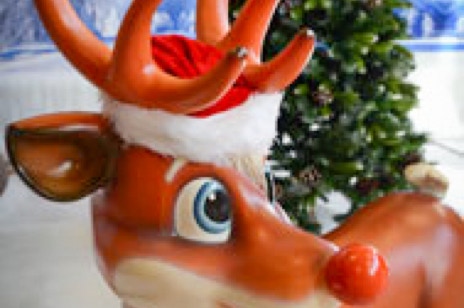 Reindeer hire Northern Ireland, Christmas grotto hire